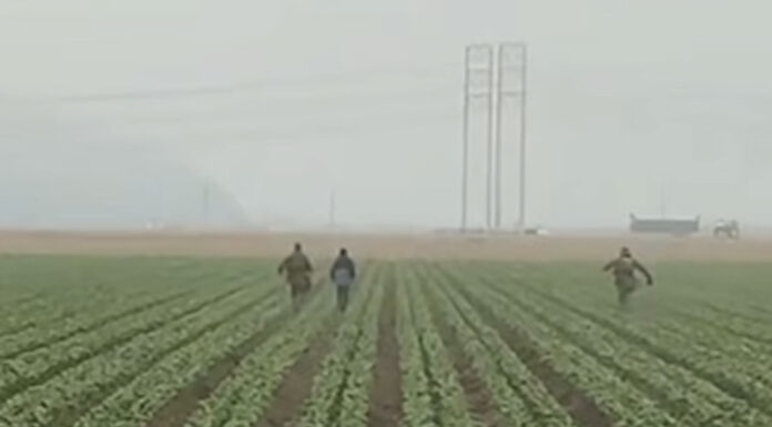 (VIDEO) Redadas migratorias llegan al campo californiano con agentes correteando a trabajadores