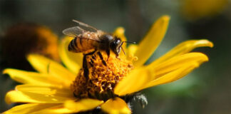 Un estudio demuestra que el veneno de abeja altera el sistema vascular del cuerpo