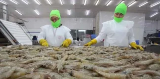 Corea del Sur da luz verde a exportación de camarón hondureño