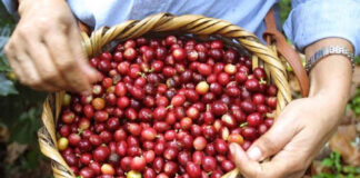 Arancel al café hubiese representado un impacto de L. 1,650 millones para la próxima cosecha, según empresario
