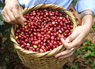 Arancel al café hubiese representado un impacto de L. 1,650 millones para la próxima cosecha, según empresario