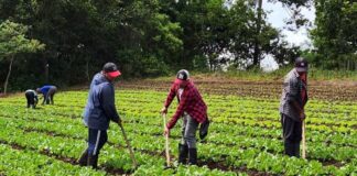 De mi Tierra: 17 años de impacto sostenible en la agricultura hondureña junto a La Colonia, Banco Ficohsa y Funder