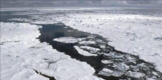 Las plantas boreales colonizan el Ártico y podrían acelerar el deshielo del permafrost
