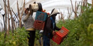 Un 56 % de los canadienses considera que el país acepta demasiados inmigrantes