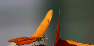 Las mariposas, las «jardineras del planeta» que desafían a la ciencia a estudiarlas más
