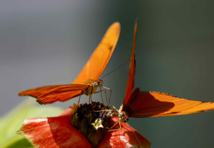 Las mariposas, las "jardineras del planeta" que desafían a la ciencia a estudiarlas más