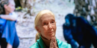 La ONU lamenta la muerte de Jane Goodall y aplaude su trabajo “incansable” por el planeta