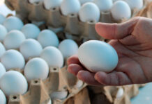 Reportan aumento de venta de huevos en la capital