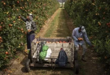 La agroalimentación española se fija en los extranjeros para cubrir vacantes