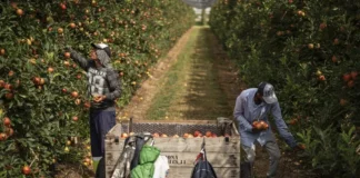 La agroalimentación española se fija en los extranjeros para cubrir vacantes