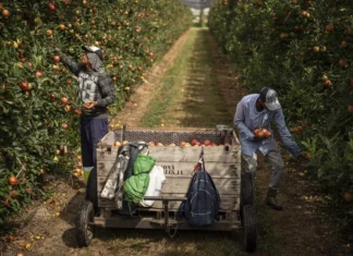 La agroalimentación española se fija en los extranjeros para cubrir vacantes