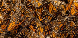 Millones de mariposas monarcas regresan a México junto al enigma de su migración