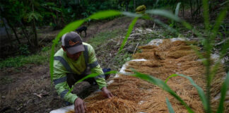 Baja productividad agrícola amenaza seguridad alimentaria en Latinoamérica, alerta el BID