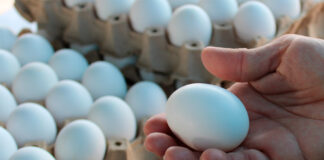 Aumenta cinco lempiras el cartón de huevos