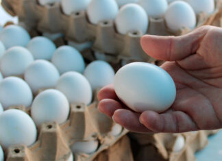 Aumenta cinco lempiras el cartón de huevos